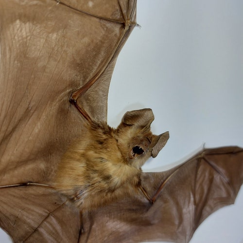 Real Framed bat Rhinolophus Lepidus Refulgens bat art real bats Gothic