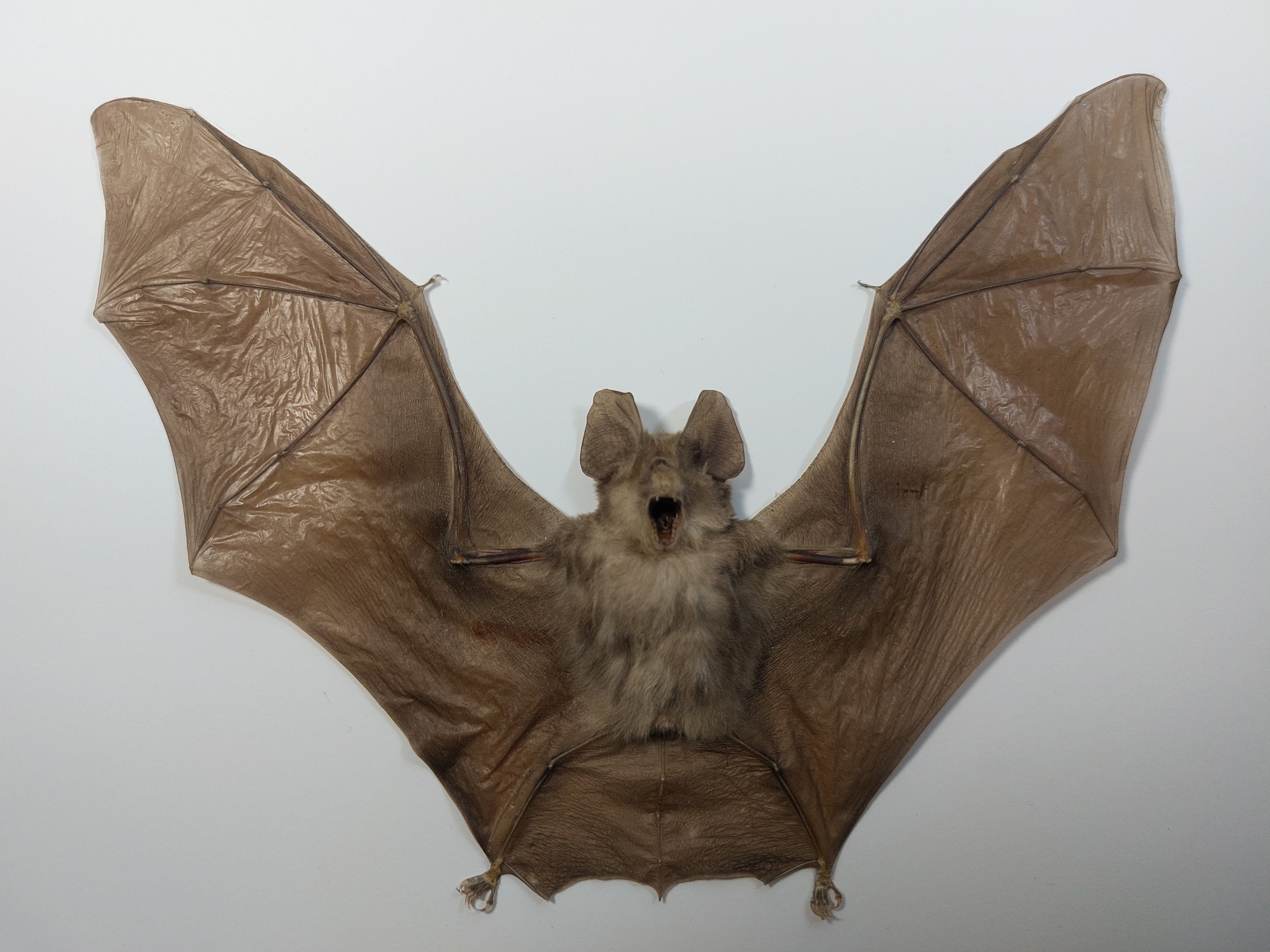 Real Framed bat Rhinolophus Lepidus Refulgens bat art real bats Gothic