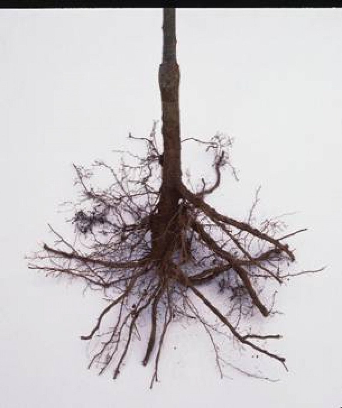 MILKWEED PLANT Bare Root Technique | Etsy