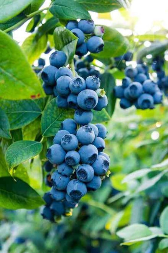BLUEBERRY PLANT 12 FT Bare Root Technique Etsy