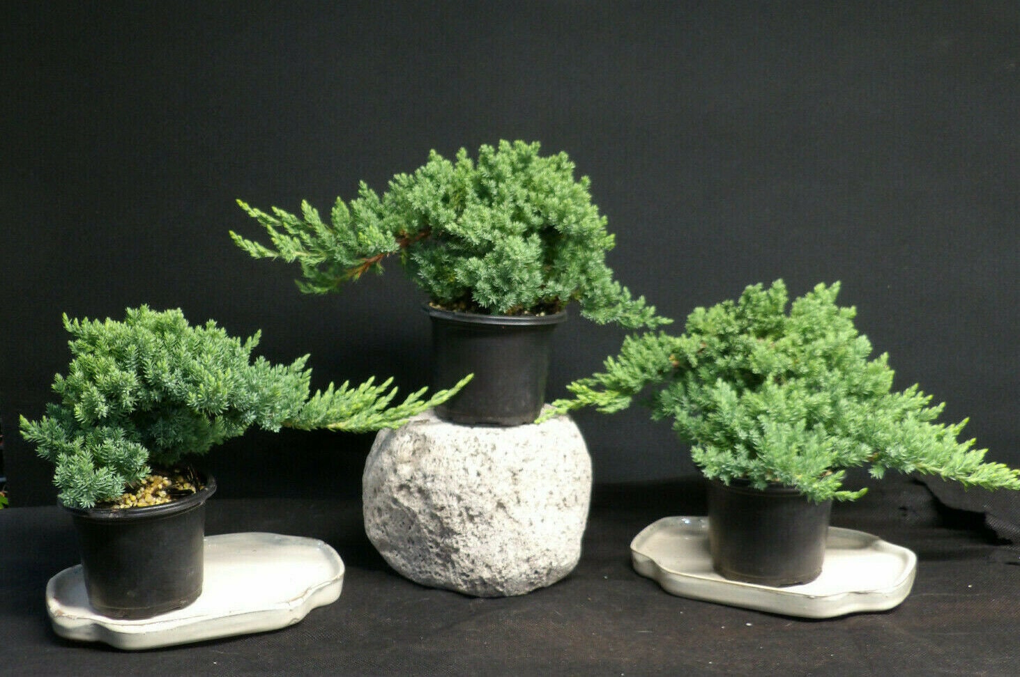 Dwarf Juniper Pre Bonsai trees 3 pcs Etsy