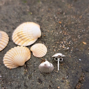 May include: Two silver seashell-shaped earrings on a grey rock background with several seashells.