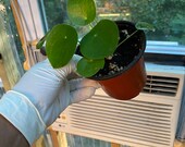 Pilea Peperomioides