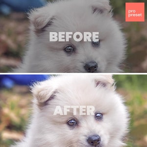 May include: Before and after photo of a white fluffy puppy with brown eyes. The puppy is looking at the camera. The photo on the left is the before photo and the photo on the right is the after photo. The after photo has been edited to make the puppy's fur look brighter and more vibrant.