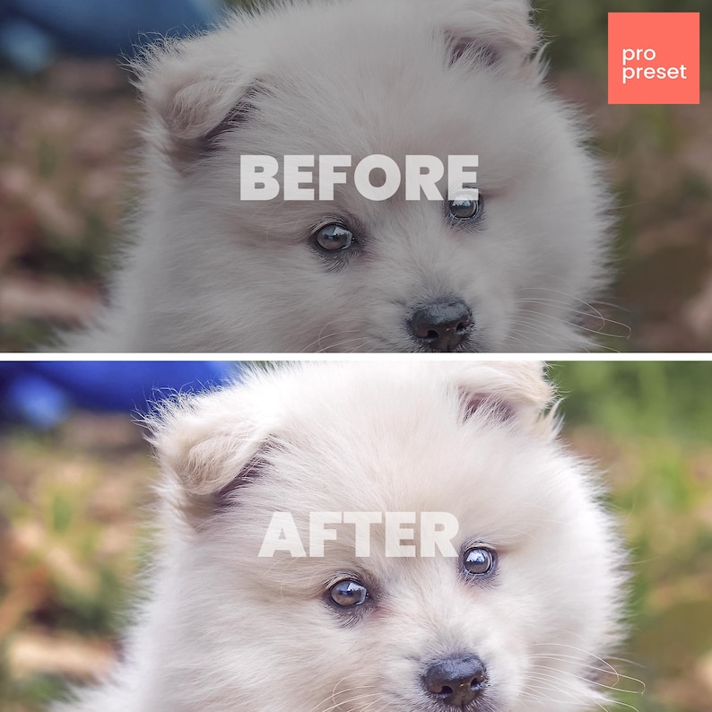 May include: Before and after photo of a white fluffy puppy with brown eyes. The puppy is looking at the camera. The photo on the left is the before photo and the photo on the right is the after photo. The after photo has been edited to make the puppy's fur look brighter and more vibrant.