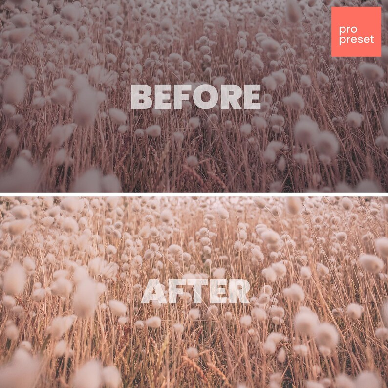 May include: Before and after image showing the effect of a photo filter on a field of white fluffy plants. The image on the top is labeled "BEFORE" and the image on the bottom is labeled "AFTER".
