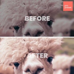 May include: Before and after photo of a white alpaca's face. The before photo shows the alpaca's fur looking dull and flat. The after photo shows the alpaca's fur looking fluffy and vibrant.