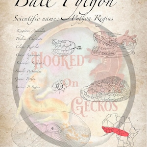 May include: A vintage-style poster featuring a Ball Python, with illustrations of its anatomy and a map highlighting its habitat. The text includes scientific classifications and the words "Hooked on Geckos."
