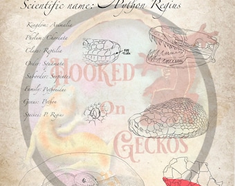 Ball python info chart art print