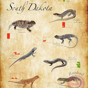 May include: A vintage-style poster titled "Lizards of South Dakota" featuring illustrations of various lizard species. The poster includes scientific names, state maps, and color-coded conservation status indicators. The artwork is signed by the artist.