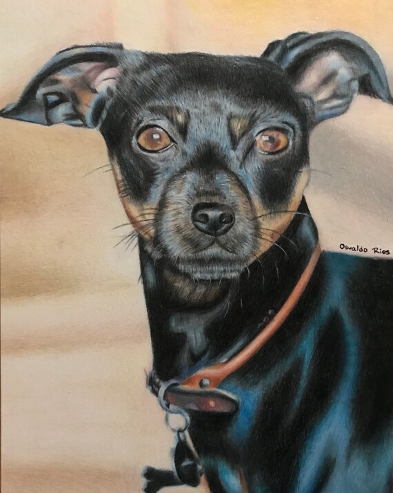 Realistic Color Pencil Chihuahua Drawing 8x10in Etsy