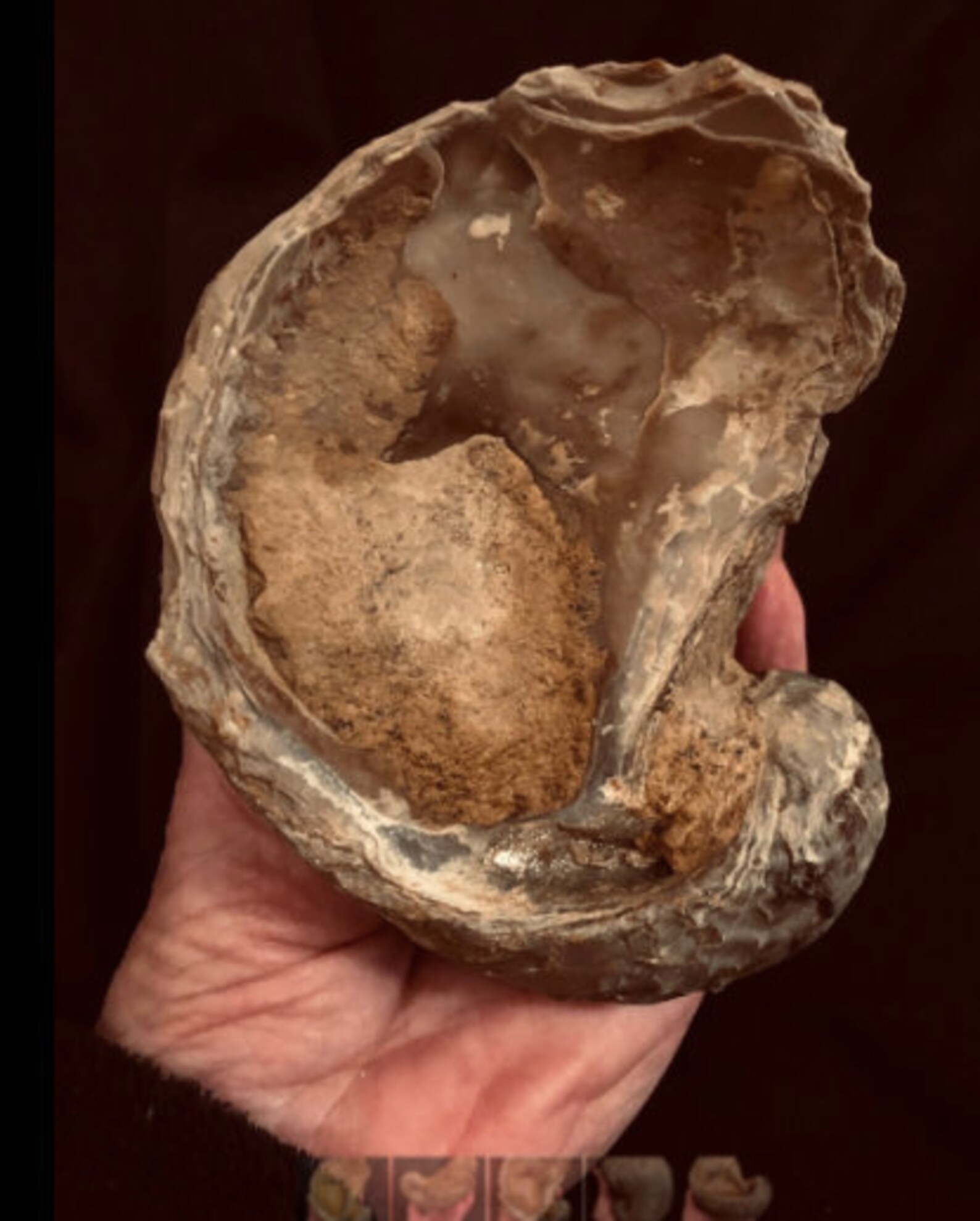 EF31 Fossil Giant OYSTER from TEXAS Rare Cretaceous Beauty Etsy