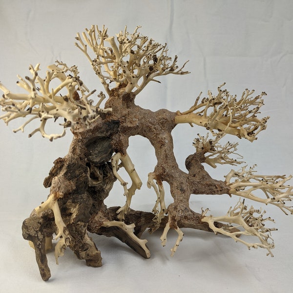 Bonsai Driftwood Aquarium Tree (10 Inch Height- 13 inch Length) Natural