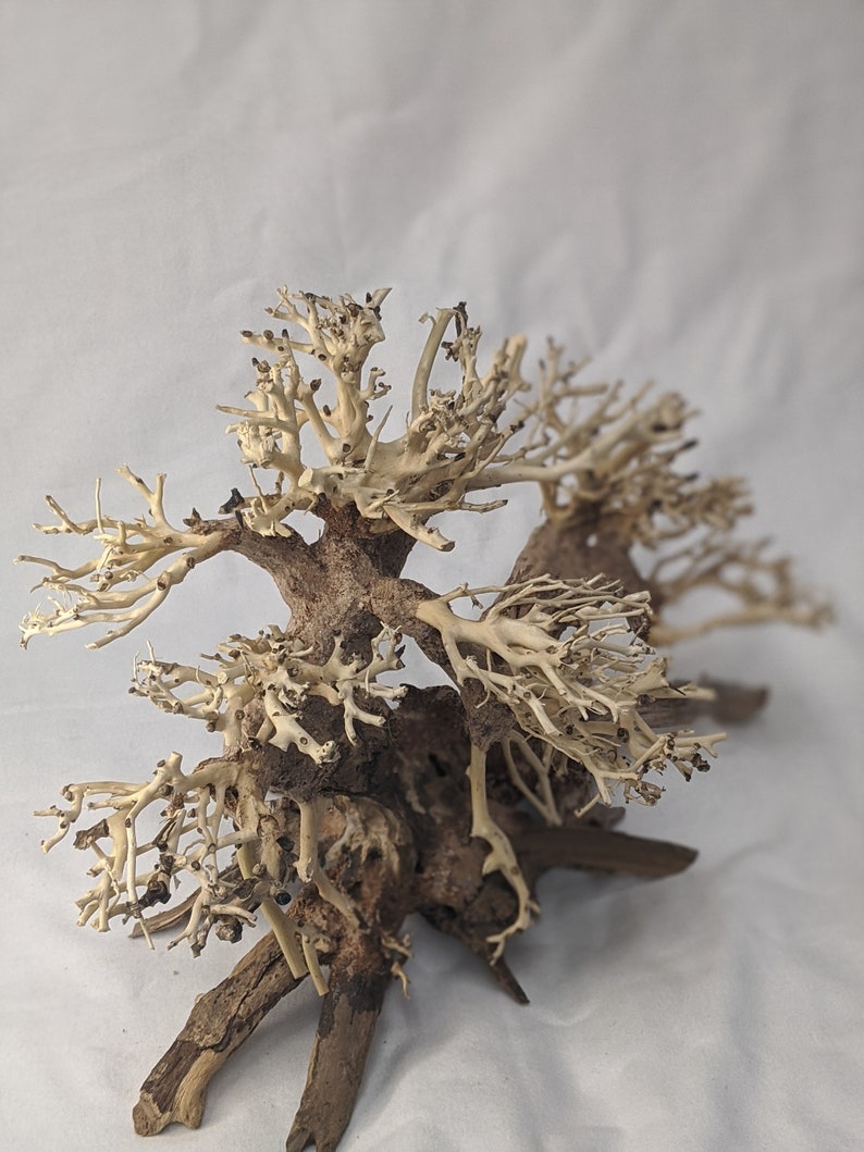 Bonsai Driftwood Aquarium Tree Natural Etsy