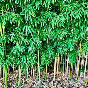 Live Bamboo Culm with Root or Rhizome Starter Plant – Create Privacy Screen