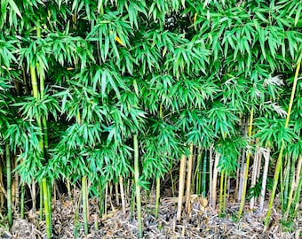 Live Bamboo Culm with Root or Rhizome Starter Plant – Create Privacy Screen