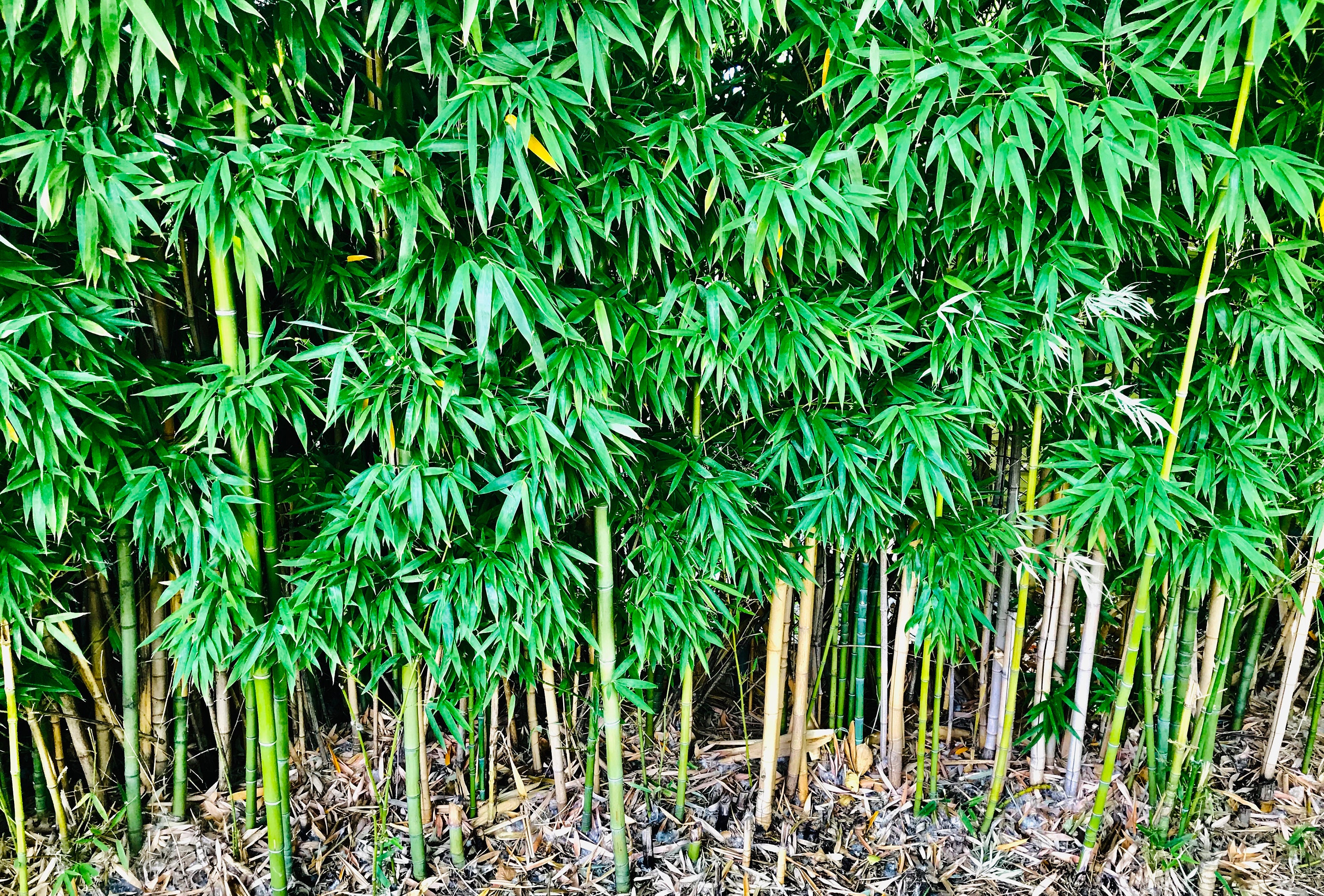 Live Bamboo Culm with Root or Rhizome Starter Plant – Create Privacy Screen