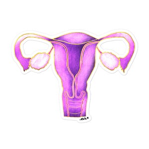 Uterus Anatomy OB-GYN Sticker