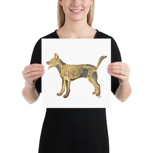 Poster di anatomia dello scheletro del cane