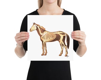 Horse Anatomy Skeleton Bones Poster