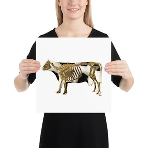 Plakat Anatomia Szkieletu Krowy