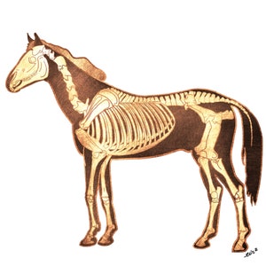 Sticker anatomie squelette de cheval - Vétérinaire, science équine, cadeau pour amoureux des chevaux | Technicien vétérinaire, Art de l'anatomie