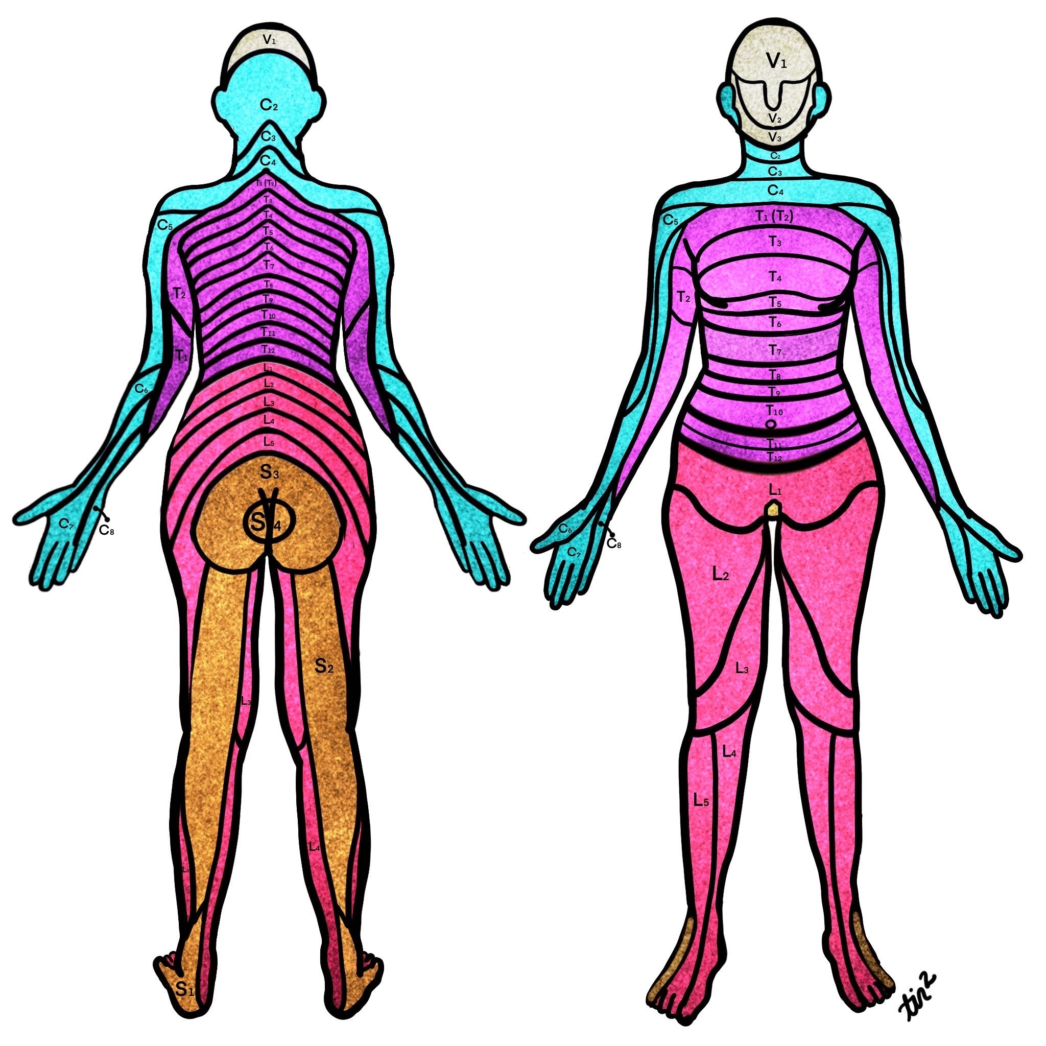Dermatomes Neurology Poster