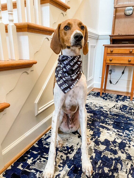 costco frontline cats