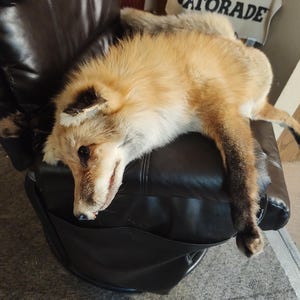 Red fox soft mount