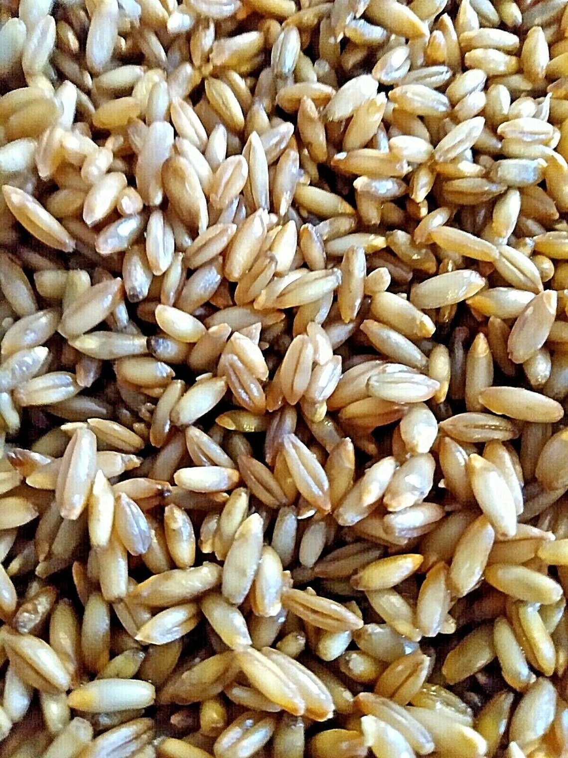 Rye Grain Sterilized Rye Berry Mushroom Grain for Spawn. Etsy