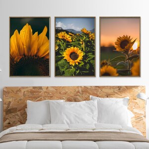 May include: Three framed prints of sunflowers in a field. The first print shows a close-up of a sunflower, the second print shows a field of sunflowers, and the third print shows a single sunflower in a field at sunset.