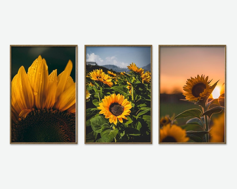May include: A set of three framed prints featuring close-up images of sunflowers in a field. The first print shows a single sunflower with its petals facing the viewer. The second print shows a field of sunflowers with a mountain range in the background. The third print shows a single sunflower with a sunset in the background.