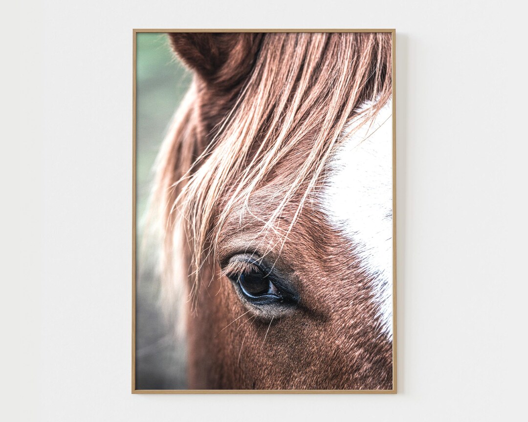 face-horse-photo-print-face-horse-wall-art-face-horse-wall-art