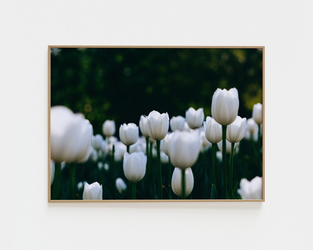 White Tulip Field Photo Prints Nursery Wall Art Floral Print Wall Art ...