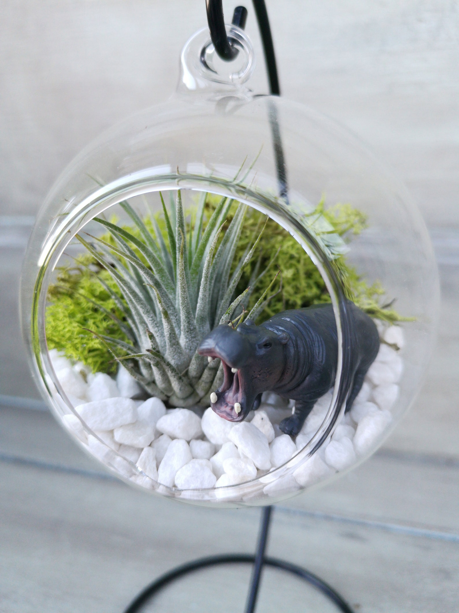 Air Plants in hanging spherical terrariums with animal figures Etsy