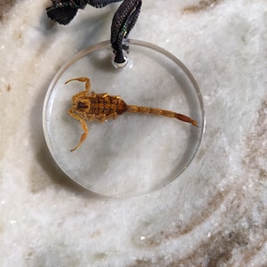 Scorpion Window Hanging Ornament