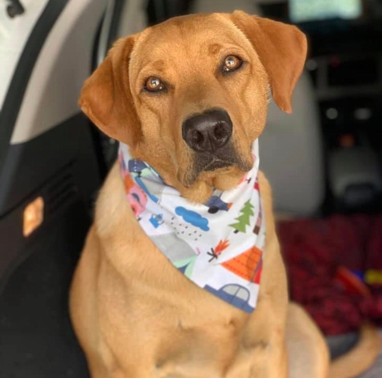 Camping Vibes snap on dog bandana Etsy