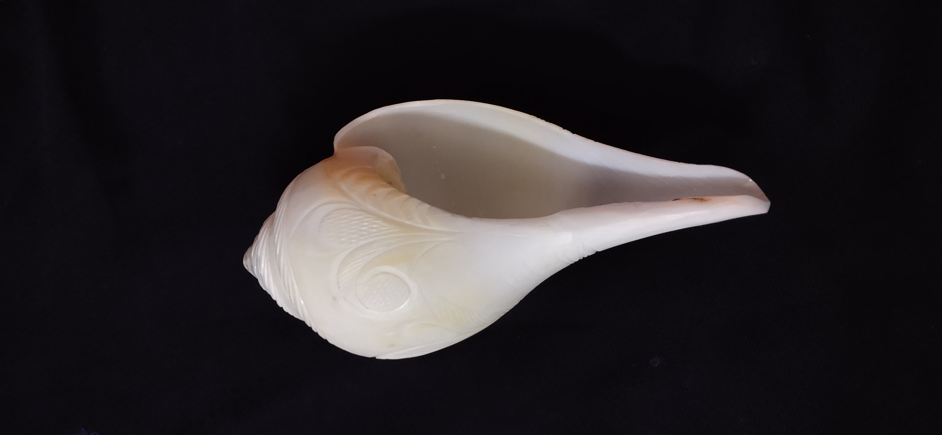 Sankh Handmade Design Conch Shell/ Non Blowing Sankh/ Conch Etsy