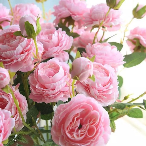 Beige Ranunculus Bush Ranunclus Bush Spring Flowers Hawaii | Etsy