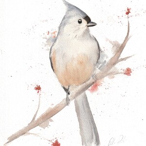 Watercolor Tufted Titmouse