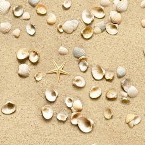 Könnte beinhalten: Nahaufnahme eines Sandstrandes mit einer Vielzahl von Muscheln, die über die Oberfläche verstreut sind. Die Muscheln sind eine Mischung aus Weiß, Beige und Braun, und einige sind geöffnet und zeigen das perlmuttartige Innere. Ein einzelner Seestern ist in der Mitte des Bildes zu sehen.