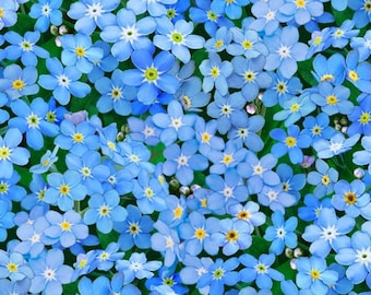 Landscape Medley, Forget me nots blue - elizabeths studio