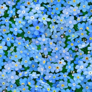Pode incluir: Uma imagem de close-up de um campo de miosotis. As flores são de um azul vibrante com centros amarelos e estão em plena floração. As flores estão crescendo em um campo verde exuberante.