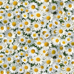 Landscape Medley, DAISIES WHITE - elizabeths studio