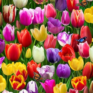 BURST Of Color, TULIPS Multi di elizabeths studio