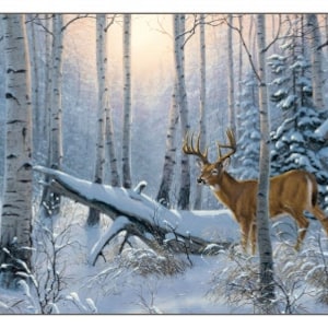 May include: A white-tailed deer with large antlers stands in a snowy birch forest. The deer is looking to the left of the image. The forest is covered in snow and the trees are bare. The sun is shining through the trees, creating a warm glow.