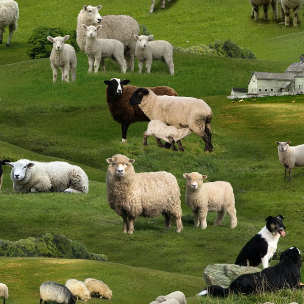 Farm Animals, SHEEP GREEN by Elizabeths studio