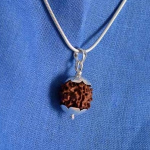 Rudraksha Pendant- Natural and Certified Nepal Five, 5 Mukhi/ Face Rudraksha Pendant in 925 Sterling Silver