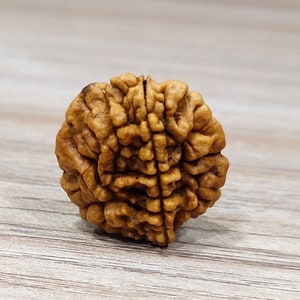 2 Mukhi Rudraksha- 100% Natural and Certified Loose Himalayan Two, 2 Mukhi/Faces Rudraksha Bead, Loose Prayer Bead