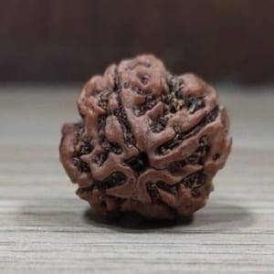 100% Natural and Certified 4 Mukhi Loose Rudraksha, Natural and Effective Prayer Beads, Nepal Four Mukhi/ Face Rudraksha With Certificate